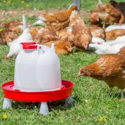 Pijący drób Hodowla drobiu Koryta 6 litrów